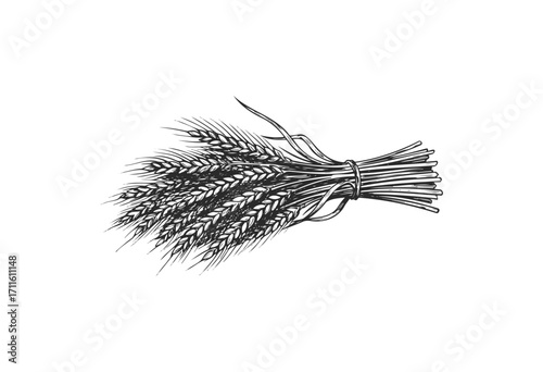 Bundle of wheat stalks illustration with detailed black ink drawing - stock vector