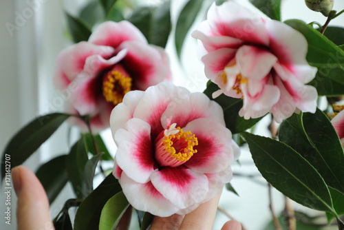 A beautiful camellia grown and photographed by a camellia enthusiast.	