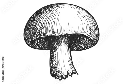Vintage black and white mushroom sketch with detailed texture - stock vector
