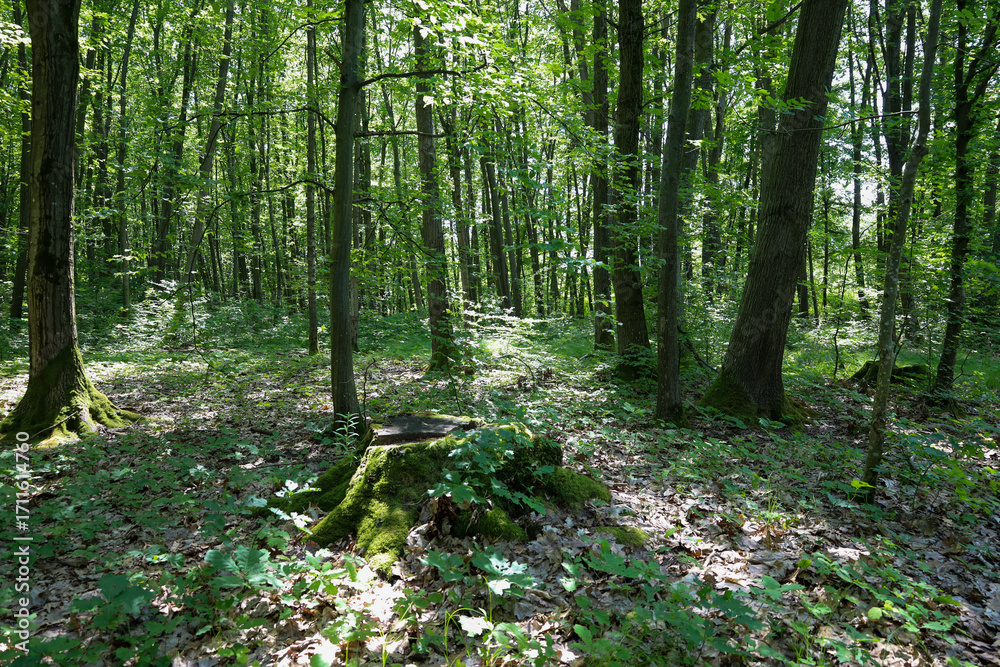 Fototapeta premium A deep, green forest with dense vegetation and diverse trees creates a sense of peace and solitude. Sunbeams breaking through the canopies fall to the ground, creating a unique light pattern and highl