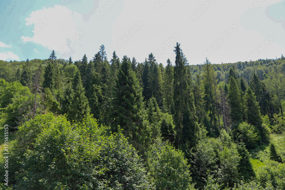 Fototapeta premium The bright sun illuminates the tops of the dense forests covering the mountain slopes. This picturesque place gives a sense of peace and complete harmony with nature.