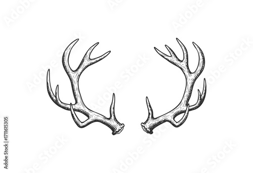 Detailed illustration of antler pair - stock vector