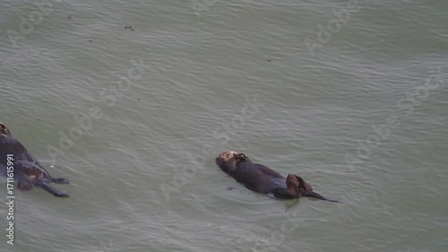Cape Kiritappu, Hokkaido Wild sea otter parent and child raising their young