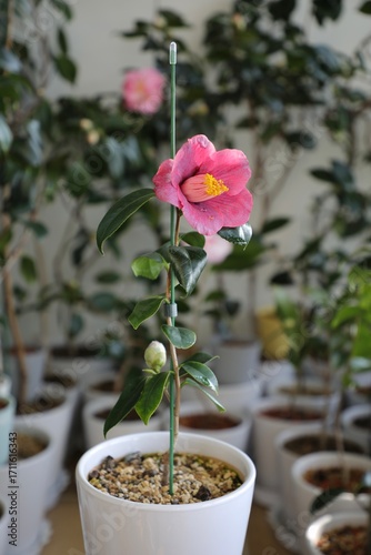 A beautiful camellia grown and photographed by a camellia enthusiast.	
