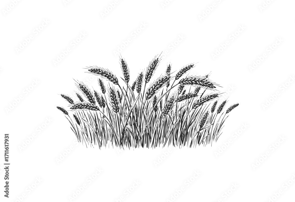 Detailed black and white sketch of wheat bunch with intricate linework and natural texture - stock vector