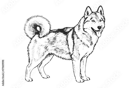 Detailed black and white drawing of a siberian husky dog facing forward - stock vector