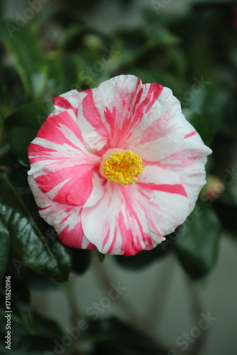 A beautiful camellia grown and photographed by a camellia enthusiast.	