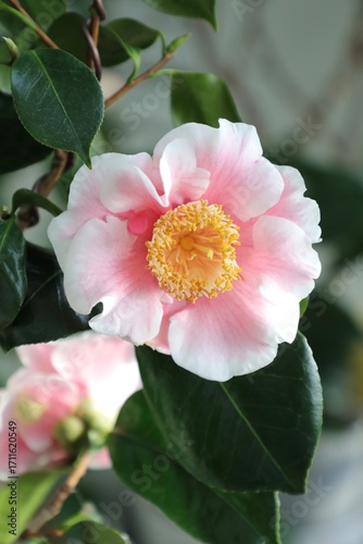 A beautiful camellia grown and photographed by a camellia enthusiast.	