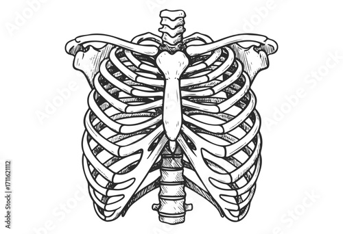 Detailed anatomical illustration of the human rib cage and spine structure - stock vector