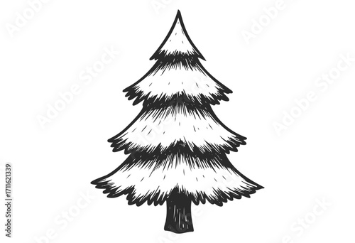 Sketched evergreen pine tree illustration with black and white detail - stock vector