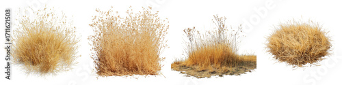 Grass clumps dry natural wild plants textures on transparent background