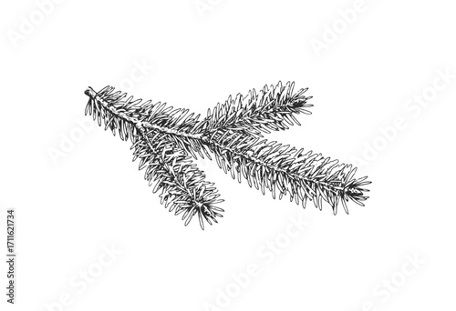 Detailed black and white spruce tree branch drawing - stock vector