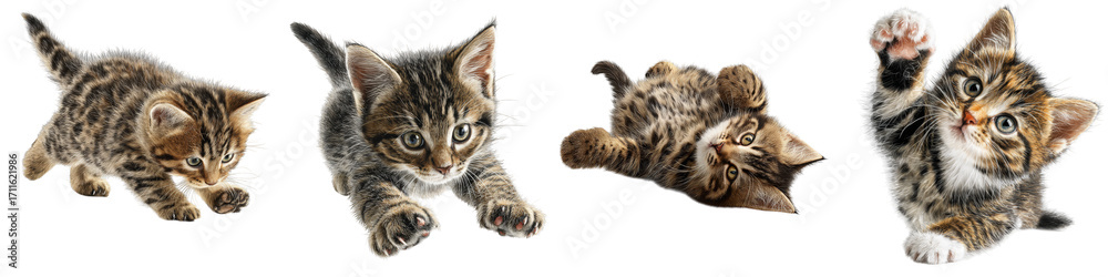 Fototapeta premium playful kittens jumping rolling and stretching on transparent background