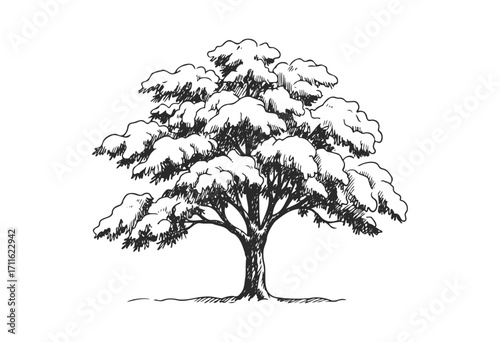 Majestic oak tree illustration in black and white with expansive canopy - stock vector