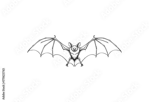 Detailed pen sketch of a flying bat with outstretched wings - stock vector