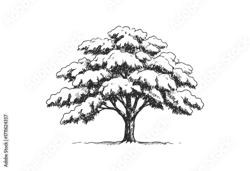 Detailed black-and-white sketch of a leafy tree with thick canopy - stock vector