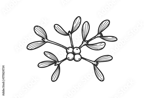 Black and white mistletoe drawing with berries and leaves - stock vector