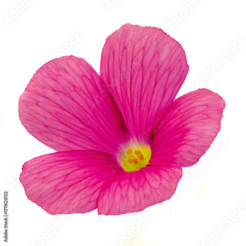 Bowie's wood-sorrel (Oxalis bowiei) in blooming in Japan in September