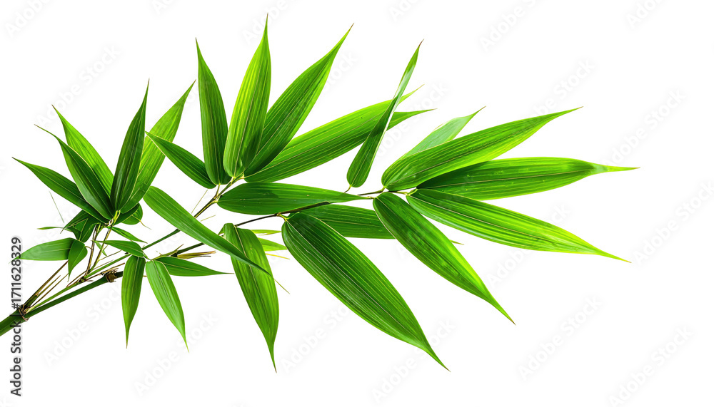 Fototapeta premium Close-up of vibrant green bamboo leaves