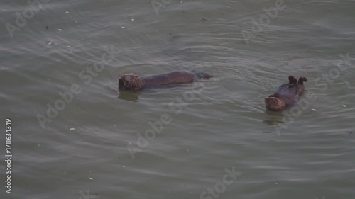 Cape Kiritappu, Hokkaido Wild sea otter parent and child raising their young