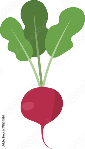 Fresh radish vegetable illustration healthy food organic produce vector