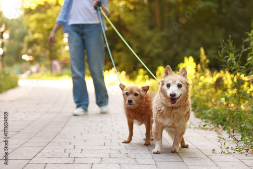 Canvas Print Young woman walking her cute dogs outdoors, closeup