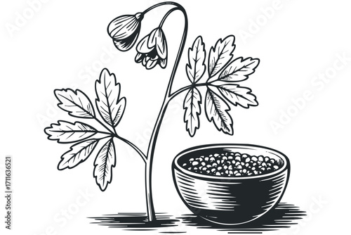 Detailed linocut style drawing of bellflower plant with bloom and berries in bowl. Vector hand drawn illustration