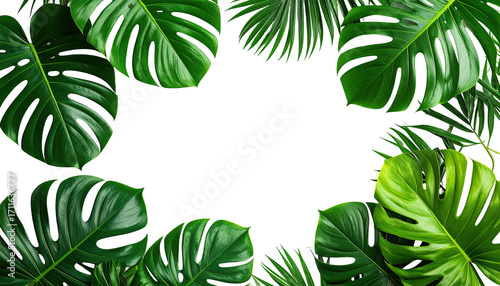 Tropical leaves frame a black space