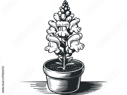 Black and white outline of a potted snapdragon flower. Vector hand drawn illustration