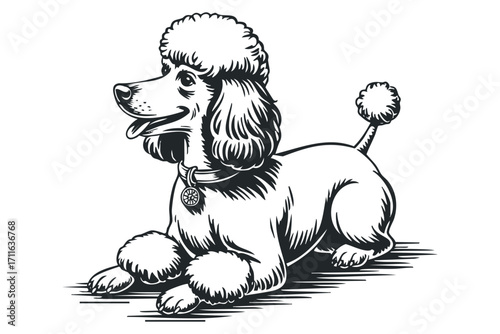 Friendly poodle dog lying down on white background. Vector hand drawn illustration
