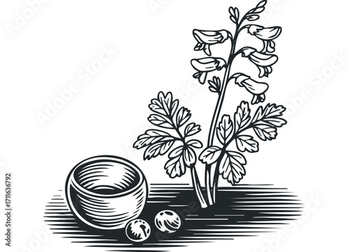 Stylized illustration of botanical plant with leaves and bell shaped flowers and a round object with spheres. Vector hand drawn illustration
