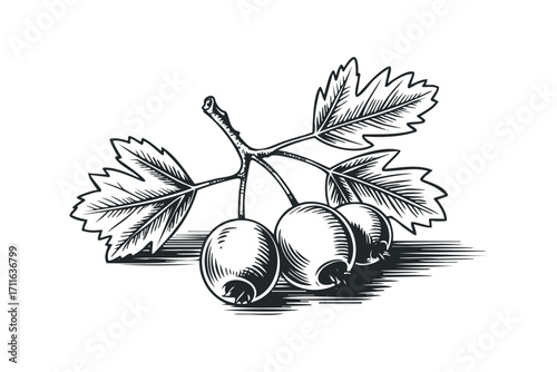 Hawthorn berries and leaves on branch. Vector hand drawn illustration