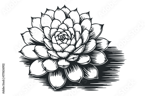 Detailed graphic of a succulent plant with etched shading on transparent background. Vector hand drawn illustration