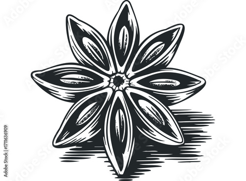 Black and white drawing of star anise spice seed head. Vector hand drawn illustration