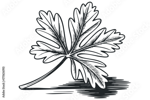 Hand Drawn Parsley Leaf on Transparent Background. Vector hand drawn illustration