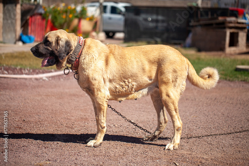 Female Aksaray Malaklı (Anatolian Mastiff) standing on a chain in a rural farmyard, showcasing its strong build and role as a traditional Turkish livestock guardian dog.