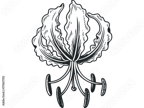 Exotic Flame Lily Blossom in Vintage Sketch Style. Vector hand drawn illustration
