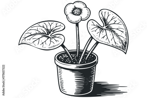 Potted flowering plant with large leaves. Vector hand drawn illustration