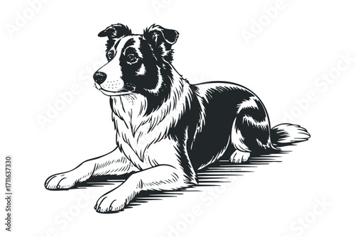 Border Collie dog portrait on transparent background, black and white ink sketch. Vector hand drawn illustration