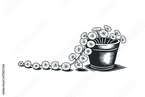 of string of pearls plant trailing from a pot. Vector hand drawn illustration