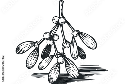 Hand drawn mistletoe sprig with berries on transparent background. Vector hand drawn illustration