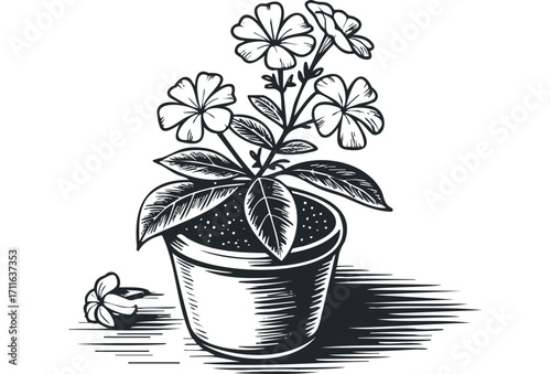 Floral plant in a pot with a fallen blossom and hatched shadow. Vector hand drawn illustration