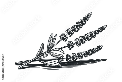 Sketch of three lavender sprigs with leaves on a transparent background. Vector hand drawn illustration