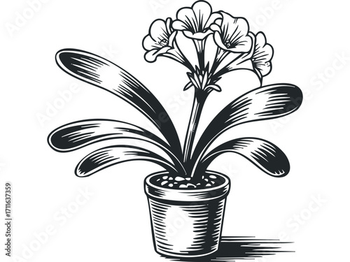 Potted flowering plant with detailed leaves and blooms. Vector hand drawn illustration