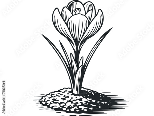 Line drawing of a single crocus flower growing from a mound of soil. Vector hand drawn illustration