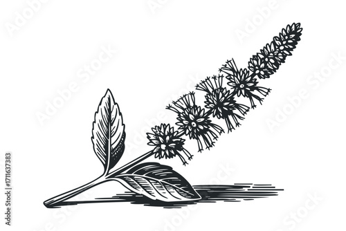 Ink drawing of flowering mint sprig with leaves and shadow on white. Vector hand drawn illustration