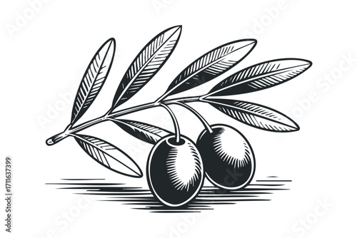 Olive branch with two ripe olives and leaves transparent. Vector hand drawn illustration