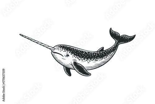 Narwhal with tusk depicted as a sketch on a transparent background. Vector hand drawn illustration