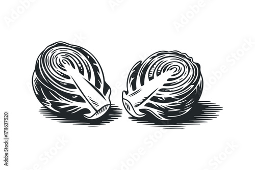 Two halves of a cabbage on transparent background. Vector hand drawn illustration