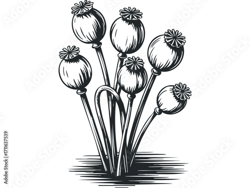 Bunch of Poppy Seed Pods Isolated Black and White Line Art. Vector hand drawn illustration